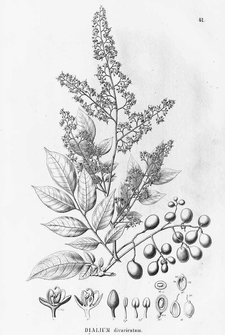 Illustration Dialium guineense, Par Martius, C.F.P. von, Eichler, A.G., Urban, I., Flora Brasiliensis (1840-1906) Fl. Bras., via plantillustrations 