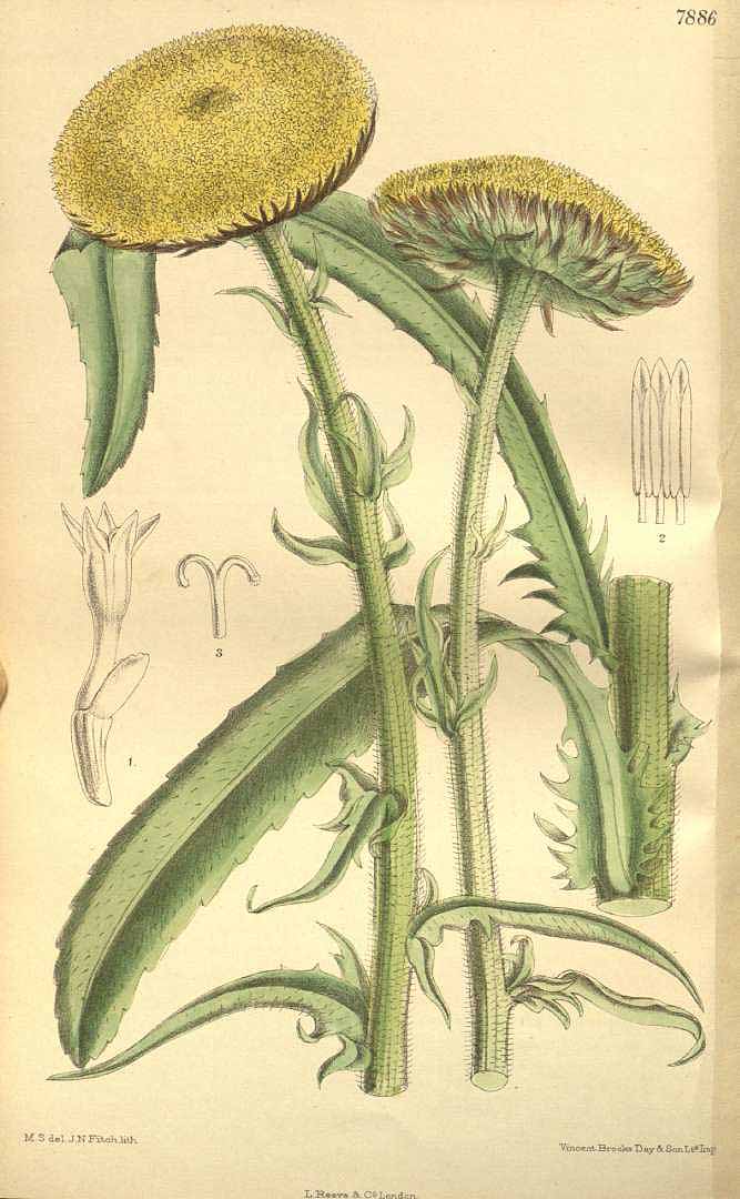 Illustration Tanacetum balsamita, Par Curtis, W., Botanical Magazine (1800-1948) Bot. Mag. vol. 129 (1903) [tt. 7872-7931] t. 7886, via plantillustrations 