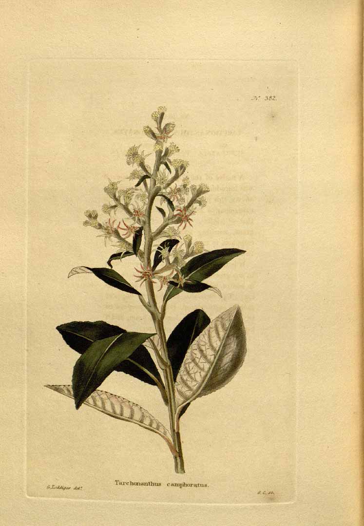 Illustration Tarchonanthus camphoratus, Par Loddiges, C.L., botanical cabinet [C. Loddiges] (1817-1833) Bot. Cab. vol. 4 (1819) [tt. 301-400] t. 382, via plantillustrations 