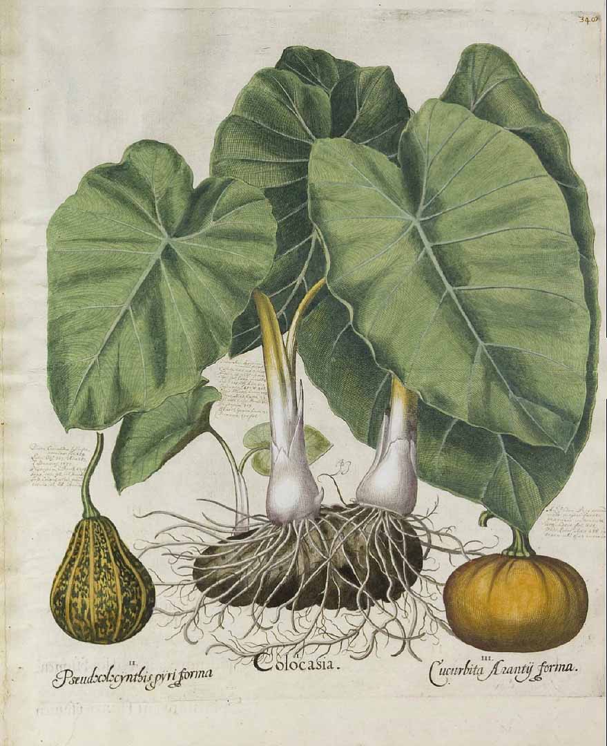Illustration Colocasia esculenta, Par Bessler, Basilius, Hortus Eystettensis, vol. 3: Tertius ordo collectarum plantarum autumnalium, t. 348, fig. I (1613), via plantillustrations 