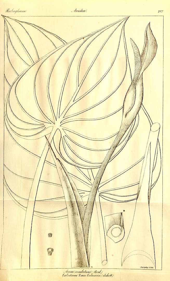 Illustration Alocasia cucullata, Par Wig
