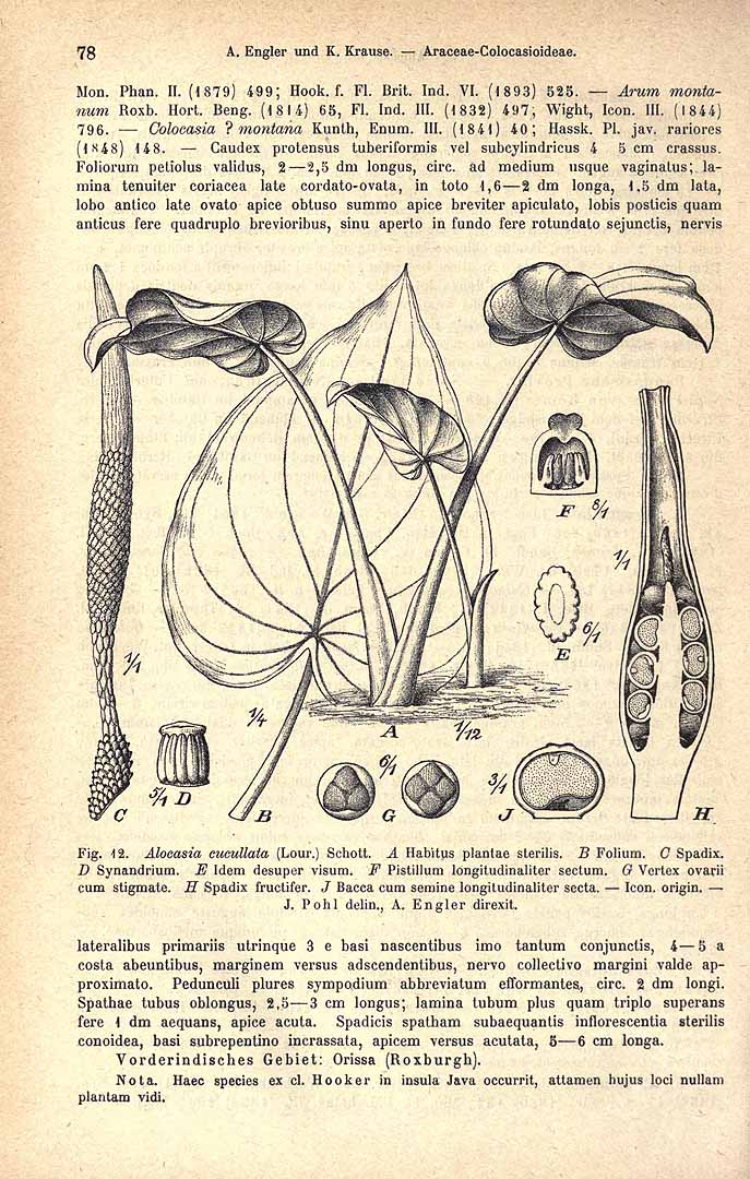 Illustration Alocasia cucullata, Par Engler, H.G.A., Pflanzenreich (1900-1968) Pflanzenr. vol. 23 (1920), via plantillustrations 