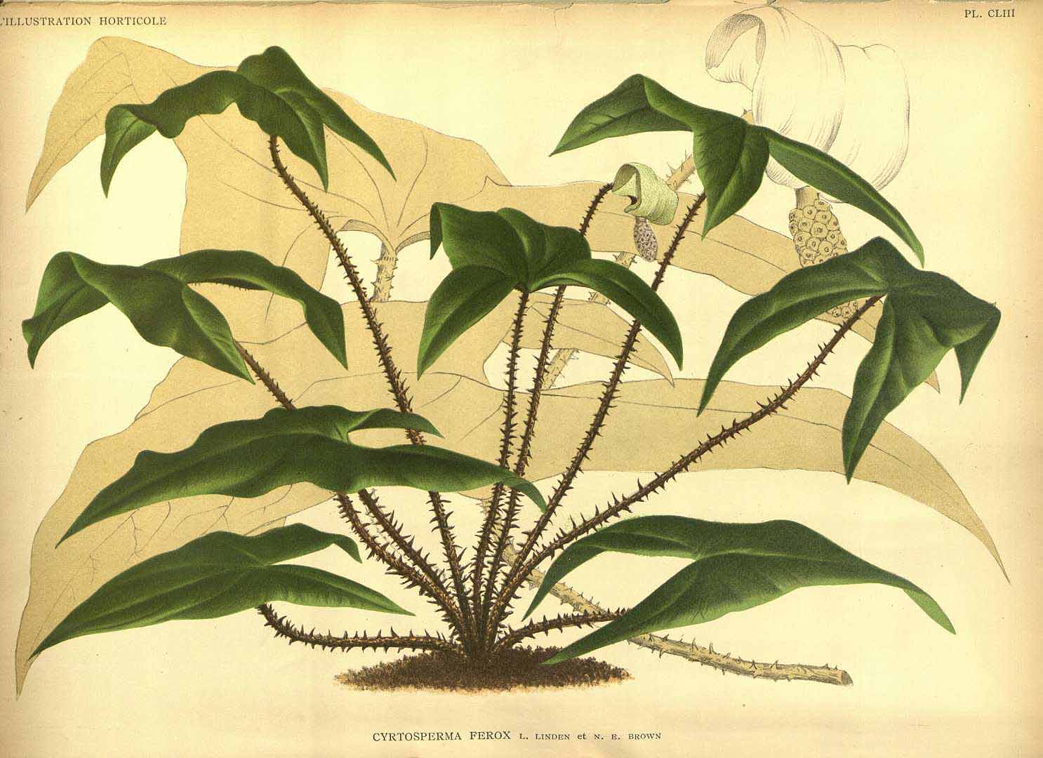 Illustration Cyrtosperma merkusii, Par L´Illustration horticole (vol. 39: t. 153, 1892), via plantillustrations 