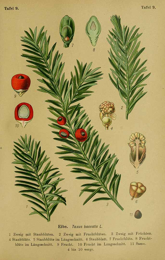 Illustration Taxus baccata, Par Esser, P.H.H., Giftpflanzen Deutschlands (1910) Giftpfl. Deutschl. t. 9, via plantillustrations 