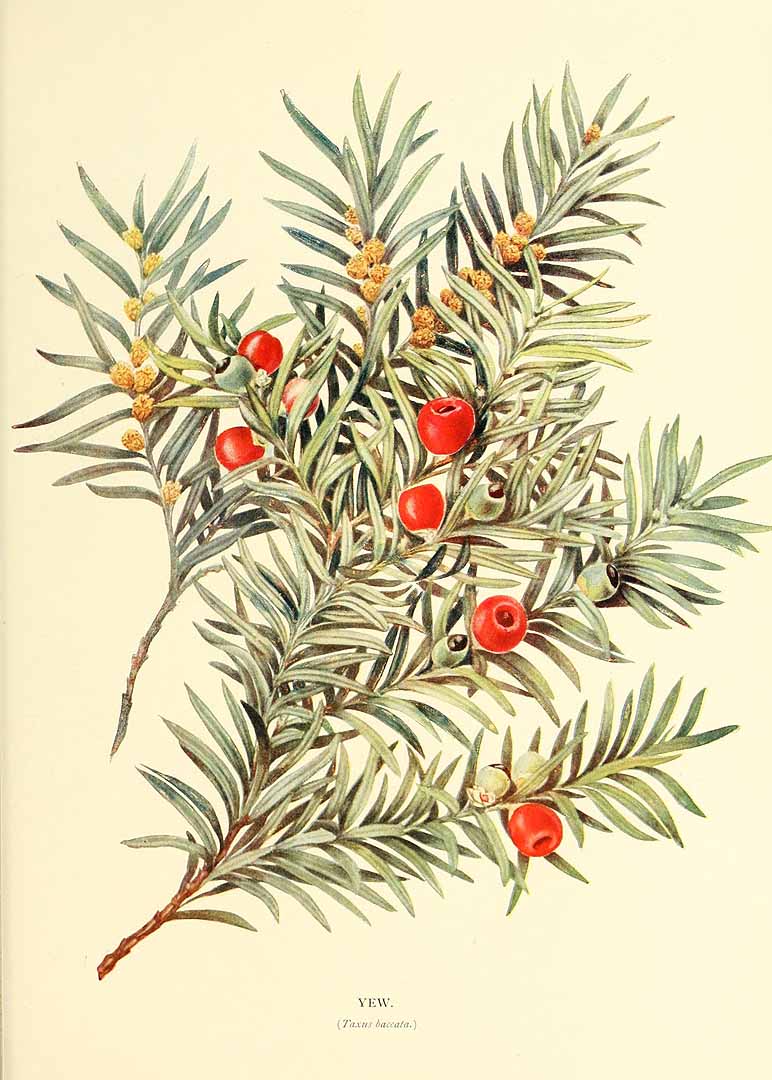 Illustration Taxus baccata, Par Cooper, C.S., Westell, W.P., Trees and shrubs of the British Isles (1909) Trees Shrubs Brit. Isl. vol. 2 p. 200 , via plantillustrations 