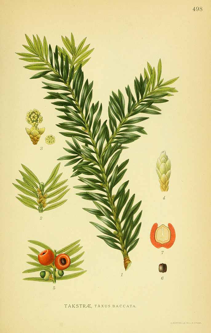 Illustration Taxus baccata, Par Lindman, C.A.M., Bilder ur Nordens Flora Bilder Nordens Fl. vol. 3 (1922) t. 498, via plantillustrations 