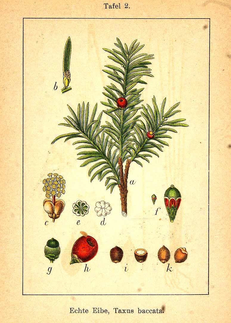 Illustration Taxus baccata, Par Sturm, J., Krause, E.H.L., Lutz, K.G., Flora von Deutschland in Abbildungen nach der Natur, Zweite auflage (1900-1907) Deutschl. Fl., ed. 2 vol. 1 (1906) t. 2, via plantillustrations 