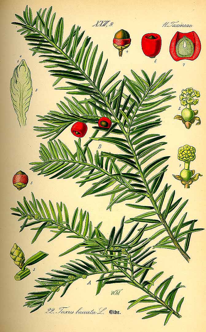 Illustration Taxus baccata, Par Thomé, O.W., Flora von Deutschland Österreich und der Schweiz (1886-1889) Fl. Deutschl. vol. 1 (1885) t. 22, via plantillustrations 