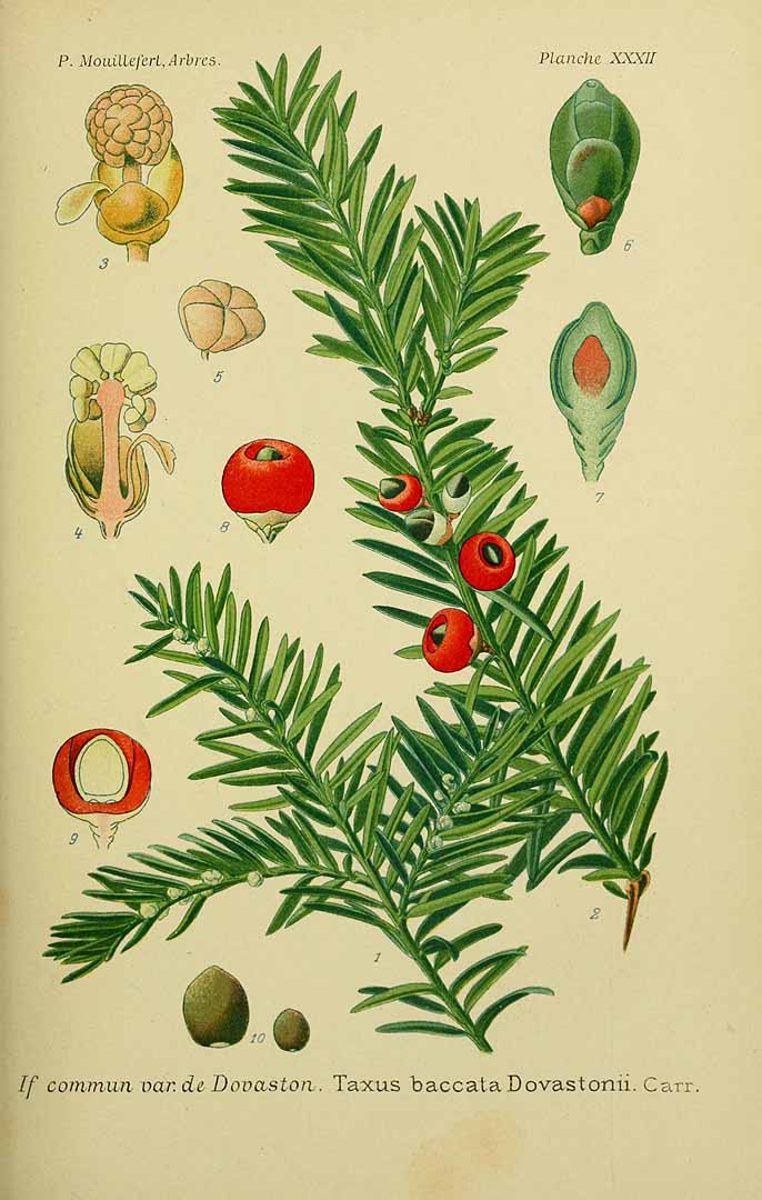 Illustration Taxus baccata, Par Mouillefert, P., Traité des arbres et arbrissaux, Atlas (1892-1898)  (1892) t. 32, via plantillustrations 
