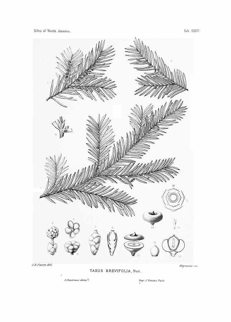 Illustration Taxus brevifolia, Par Sargent, C.S., Silva of North America (1891-1902) Silva vol. 10 (1896) t. 514, via plantillustrations 