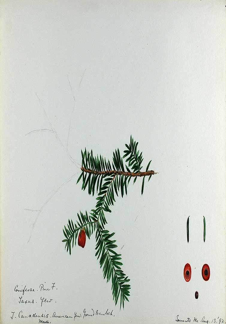 Illustration Taxus canadensis, Par Sharp, Helen, Water-color sketches of American plants, especially New England (1888-1910) Water-color Sketches Amer. Pl., via plantillustrations 