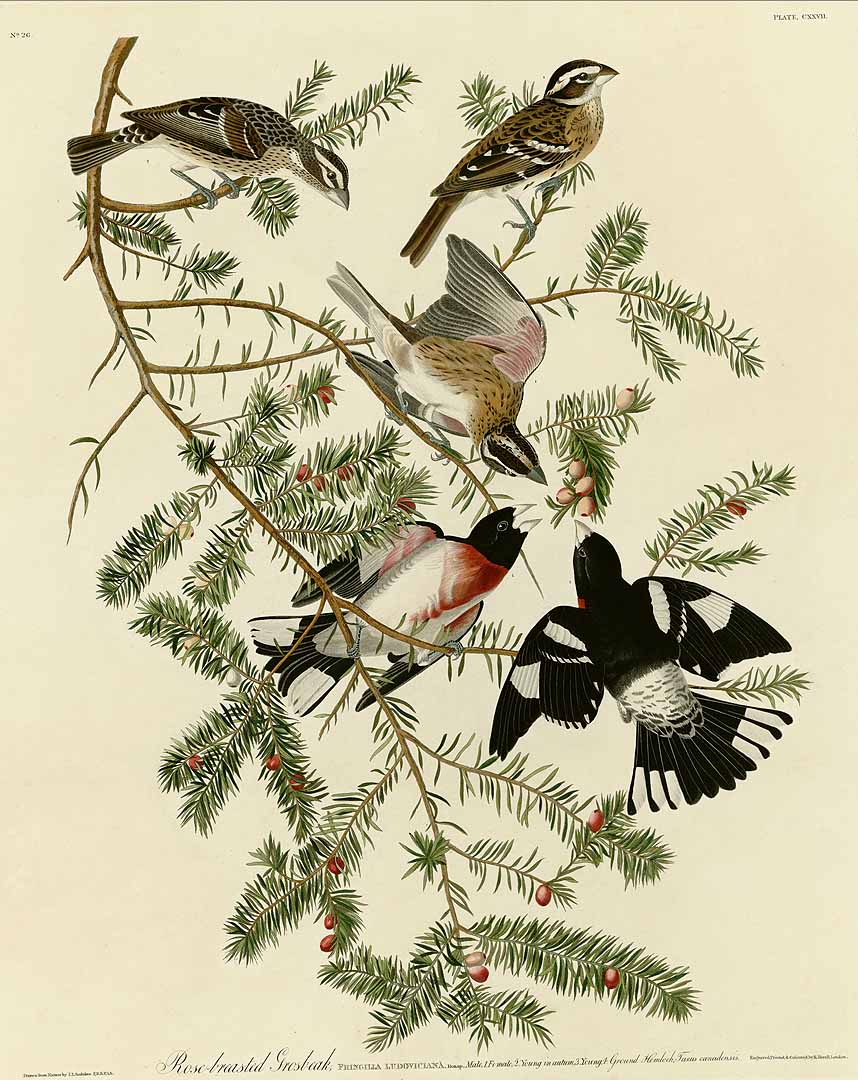 Illustration Taxus canadensis, Par Audubon, J.J., Birds of America [double elephant folio edition] (1826-1838)  t. 127, via plantillustrations 