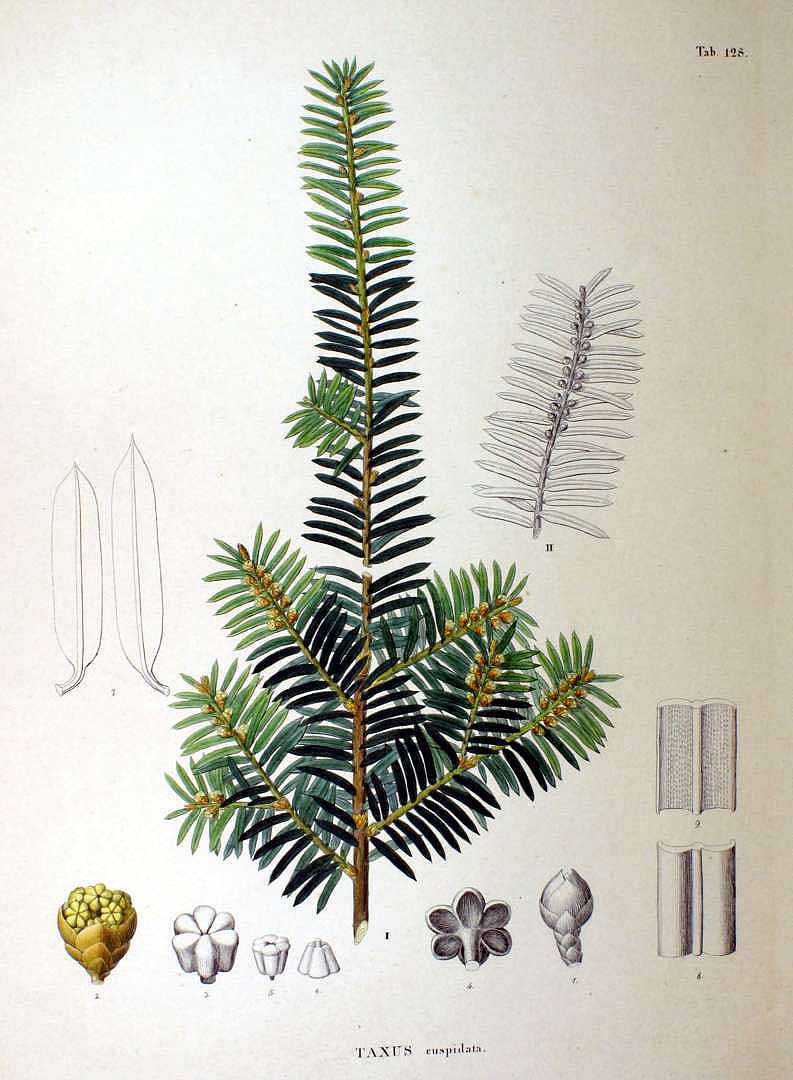 Illustration Taxus cuspidata, Par Siebold, P.F. von, Zuccarini, J.G., Flora Japonica (1842-1870) Fl. Jap. t. 128, via plantillustrations 