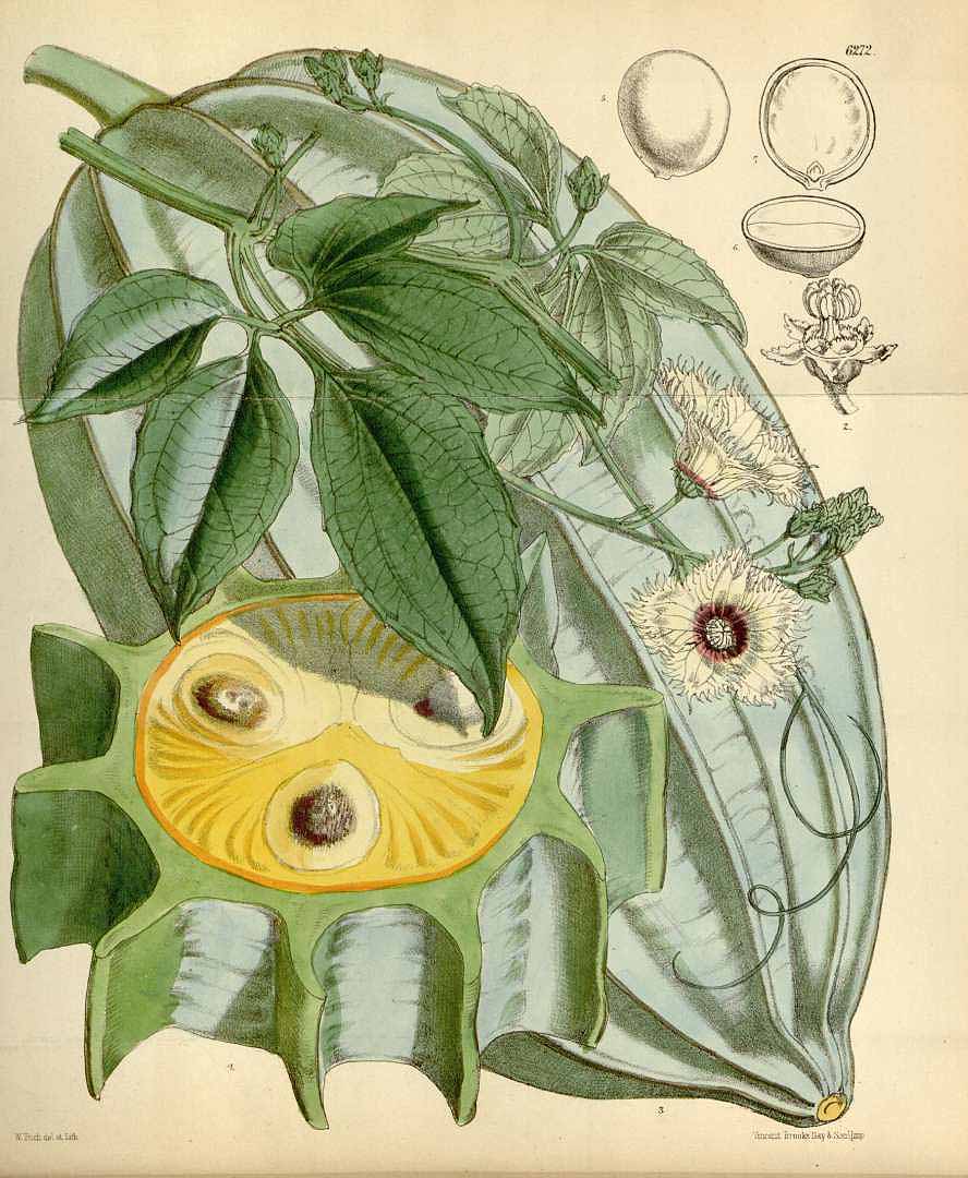 Illustration Telfairia occidentalis, Par Curtis, W., Botanical Magazine (1800-1948) Bot. Mag. vol. 103 (1877) [tt. 6272-6336] t. 6272, via plantillustrations 