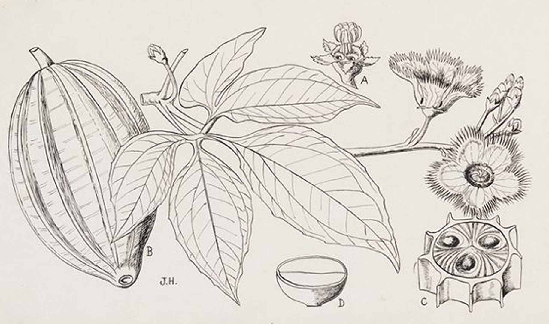 Illustration Telfairia occidentalis, Par Hutchinson, J., Dalziel, J.M., Keay, R.W.J., Flora of West Tropical Africa (FWTA), 2nd ed. (1954-1972) Fl. W. Trop. Afr., ed. 2 vol. 1(1): (1954) p. 210 f. 83 , via plantillustrations 