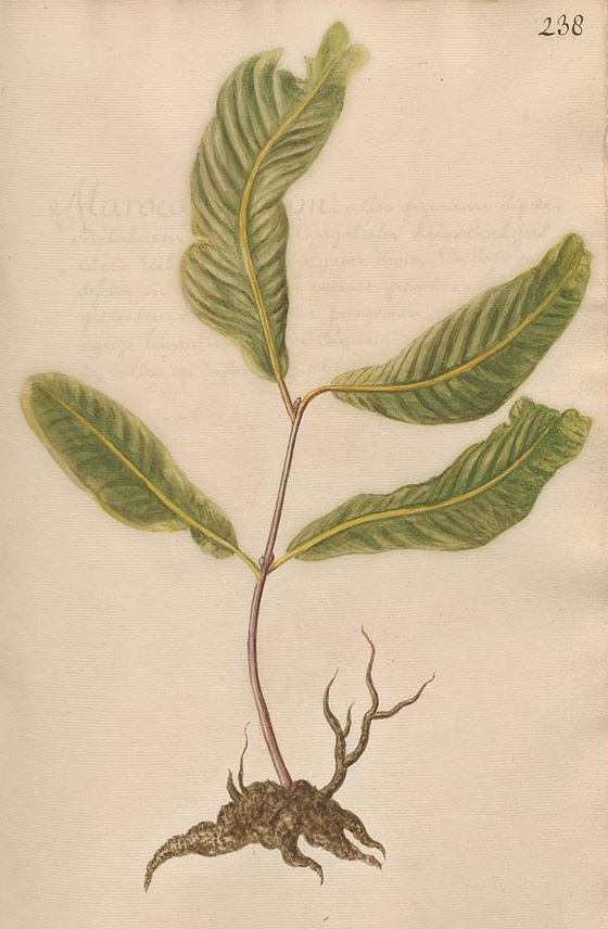 Illustration Terminalia arjuna, Par Anonymous, Plantarum Malabaricum icones (1694-1710) Pl. Malab. Icon. vol. 2 t. 238, via plantillustrations 