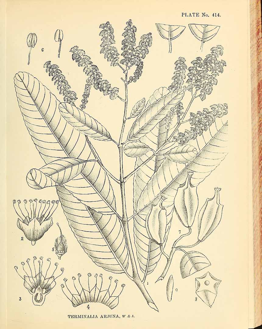 Illustration Terminalia arjuna, Par Kirtikar, K.R., Basu, B.D., Indian medicinal plants, Plates (1918) Ind. Med. Pl., Plates vol. 3 (1918) t. 414, via plantillustrations 