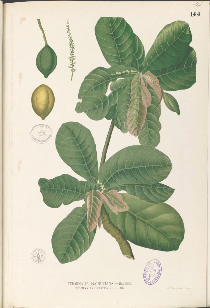Illustration Terminalia catappa, Par Blanco, M., Flora de Filipinas, ed. 3 (1877-1883) Fl. Filip., ed. 3 t. 144, via plantillustrations 