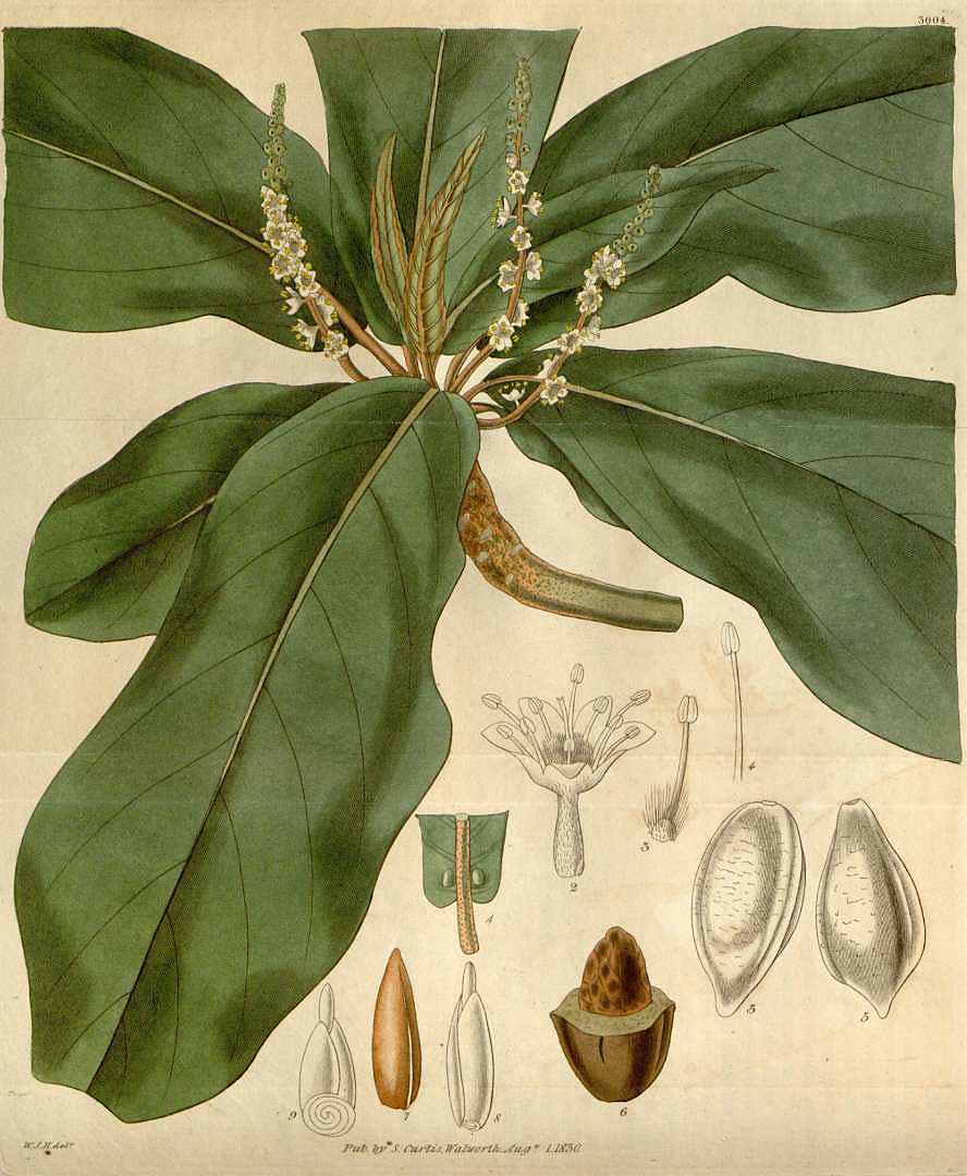 Illustration Terminalia catappa, Par Curtis, W., Botanical Magazine (1800-1948) Bot. Mag. vol. 57 (1830) [tt. 2956-3038] t. 3004, via plantillustrations 