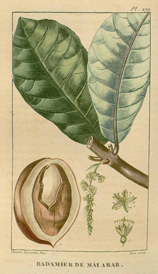 Illustration Terminalia catappa, Par Descourtilz, M.E., Flore [pittoresque et] médicale des Antilles (1821-1829) Fl. Méd. Antilles vol. 4 (1827) [tt. 233-304] t. 279, via plantillustrations 