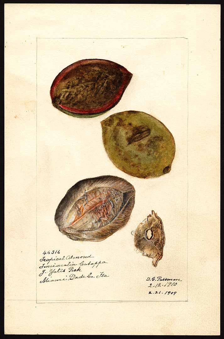 Illustration Terminalia catappa, Par USDA Pomological Watercolor Collection (1872-1948)  t. 7169, via plantillustrations 