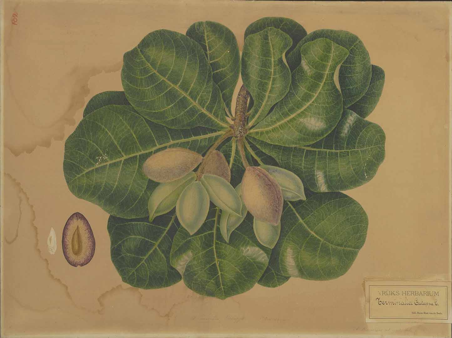 Illustration Terminalia catappa, Par Naturalis Biodiversity Centre / Wikimedia commons Naturalis, via plantillustrations 