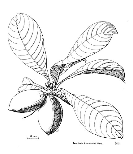 Illustration Terminalia kaernbachii, Par National and regional Governments of Papua New Guinea; and the State Government of New South Wales, via tropical.theferns 