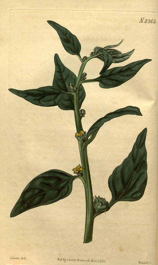 Illustration Tetragonia tetragonioides, Par Curtis, W., Botanical Magazine (1800-1948) Bot. Mag. vol. 50 (1823) [tt. 2356-2440] t. 2362, via plantillustrations 