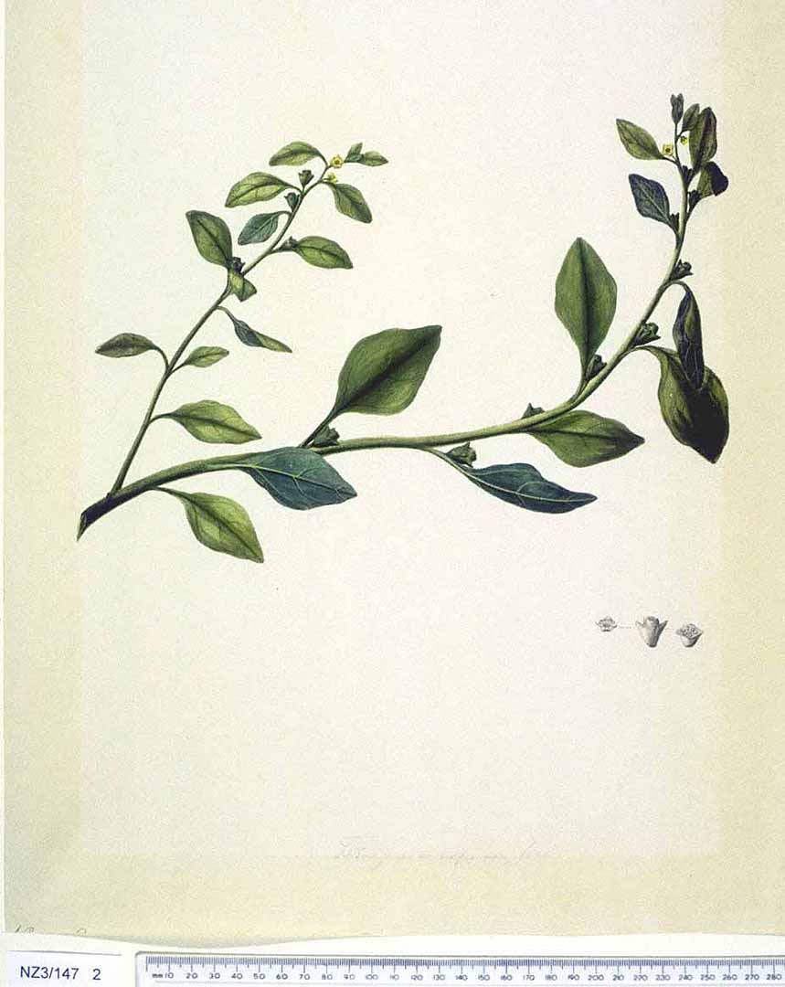 Illustration Tetragonia tetragonioides, Par Natural History Museum, London, via plantillustrations 