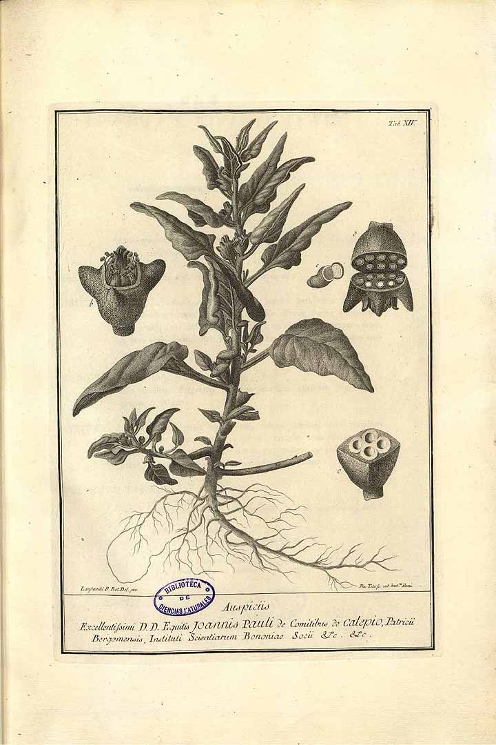 Illustration Tetragonia tetragonioides, Par Scopoli, J.A., Deliciae florae et faunae Insubricae (1786-1788) Delic. Fl. Faune Insubr. vol. 1 t. 14, via plantillustrations 