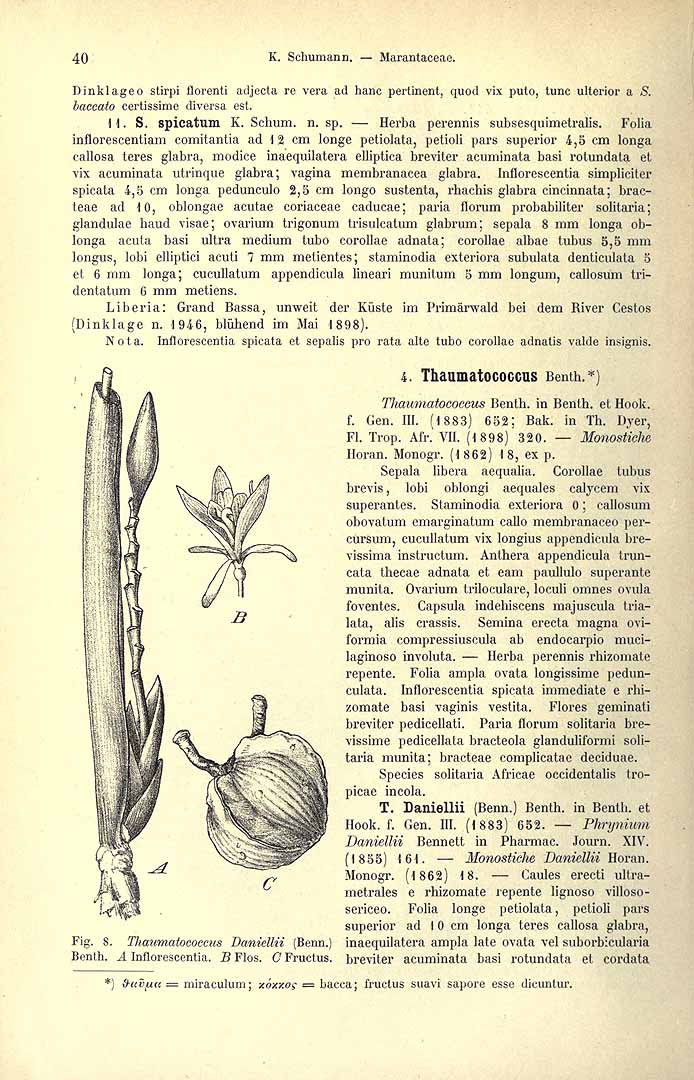 Illustration Thaumatococcus daniellii, Par Engler, H.G.A., Pflanzenreich (1900-1968) Pflanzenr. vol. 48 (1902) [Marantaceae] p. 40 f. 8 , via plantillustrations 
