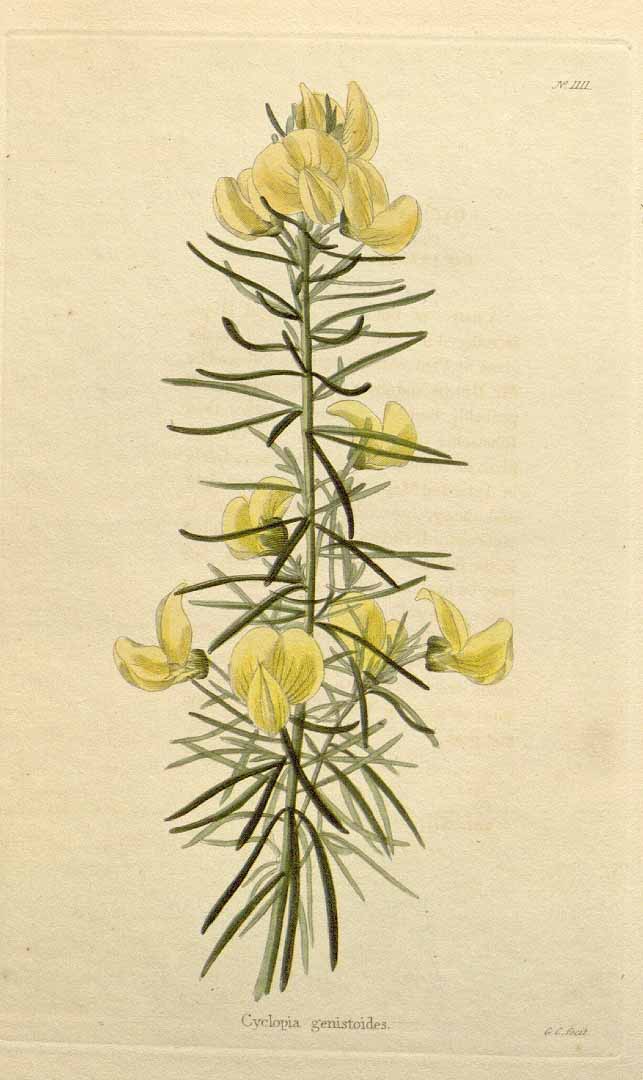 Illustration Cyclopia genistoides cv. 'Kustee', Par Loddiges C. (The botanical cabinet, vol. 12: t. 1111, 1827), via plantillustrations 