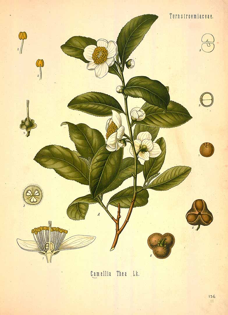Illustration Camellia sinensis, Par Köhler F.E. (Medizinal Pflanzen, vol. 2: t. 136, 1890), via plantillustrations 