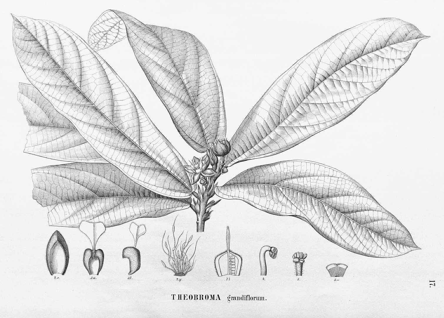 Illustration Theobroma grandiflorum, Par Martius, C.F.P. von, Eichler, A.G., Urban, I., Flora Brasiliensis (1840-1906) Fl. Bras. vol. 12(3): (1886-1892), via plantillustrations 