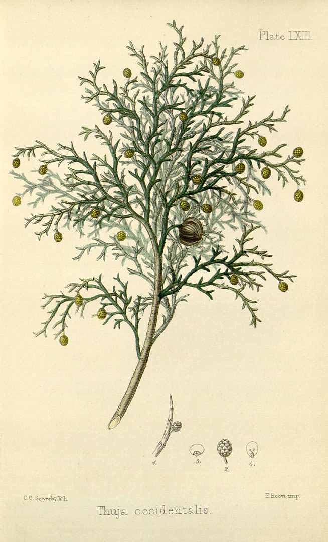 Illustration Thuja occidentalis, Par Hamilton, E., Flora homoeopathica (1852-1853) Fl. Homoeopathica vol. 2 (1853) t. 63, via plantillustrations 