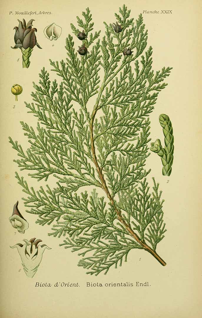 Illustration Thuja orientalis, Par Mouillefert, P., Traité des arbres et arbrissaux, Atlas (1892-1898)  (1892) t. 29, via plantillustrations 