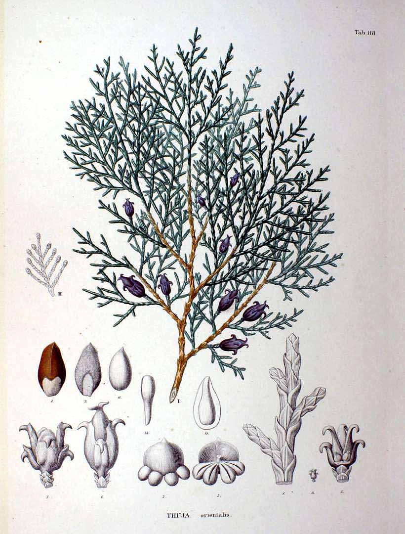 Illustration Thuja orientalis, Par Siebold, P.F. von, Zuccarini, J.G., Flora Japonica (1842-1870) Fl. Jap. t. 118, via plantillustrations 