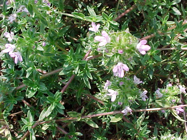 Illustration Thymus herba-barona, Par Name lips, via wikimedia 