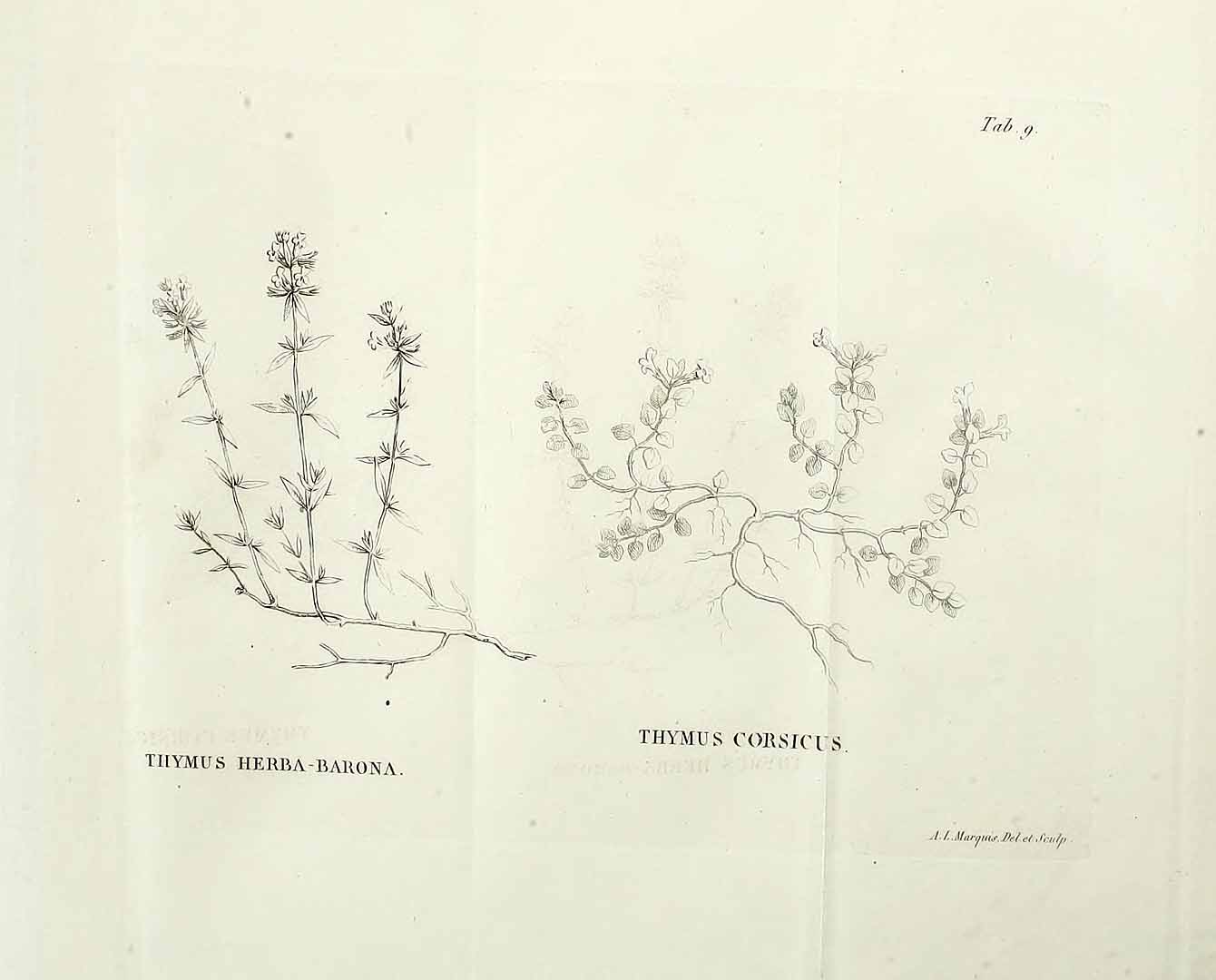 Illustration Thymus herba-barona, Par Loiseleur-Deslongchamps, J.L.A., Flora Gallica, ed. 2 (1828) Fl. Gall., ed. 2 vol. 2 t. 9 f. 1 , via plantillustrations 