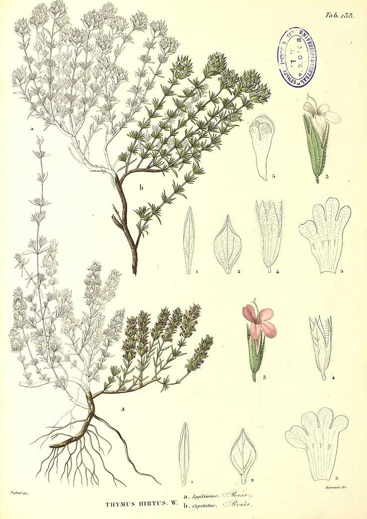 Illustration Thymus hirtus, Par Boissier, P.E., Voyage botanique dans le midi dEspagne (1839-1845) Voy. Bot. Espagne vol. 1 (1839-1845) t. 138	f. a , via plantillustrations 