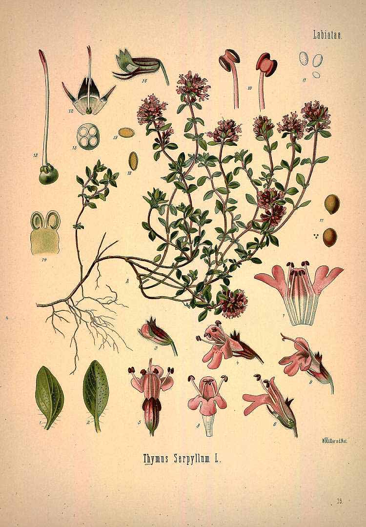 Illustration Thymus serpyllum, Par Köhler, F.E., Köhlers Medizinal Pflanzen (1883-1914) Med.-Pfl. vol. 1 (1887) t. 39, via plantillustrations 