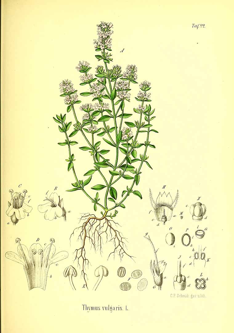Illustration Thymus vulgaris, Par Berg, O.C., Schmidt, C.F., Atlas der officinellen Pflanzen (1893-1902) Atlas. Off. Pfl. vol. 1 (1891) t. 22, via plantillustrations 