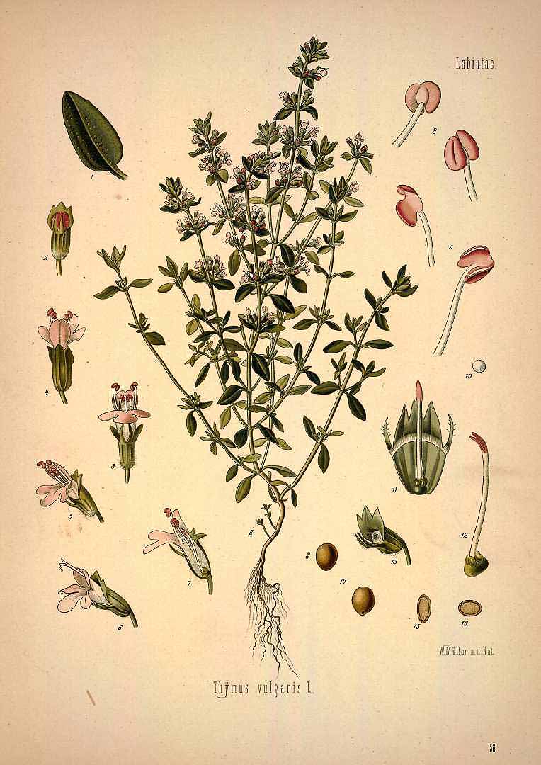 Illustration Thymus vulgaris, Par Köhler, F.E., Köhlers Medizinal Pflanzen (1883-1914) Med.-Pfl. vol. 1 (1887) t. 58, via plantillustrations 