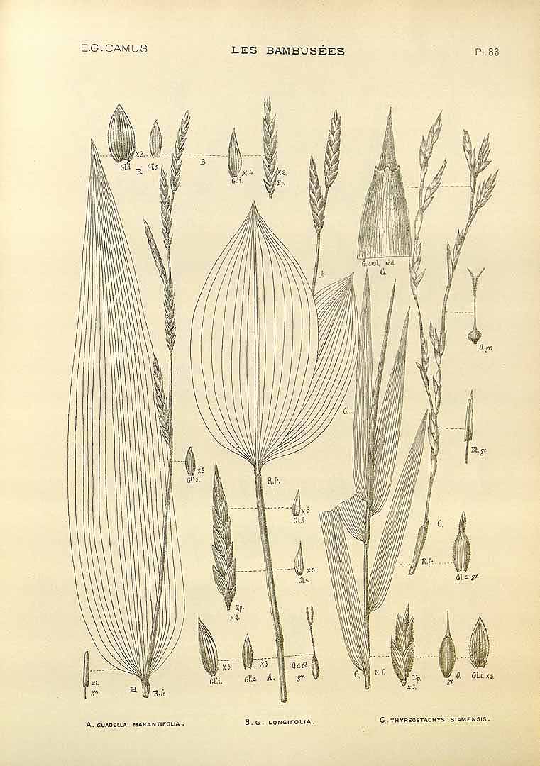 Illustration Thyrsostachys siamensis, Par Camus, E.G., bambuse&#769;es, Atlas (1913) Bambusées vol. 2 (1913) t. 83	f. C , via plantillustrations 