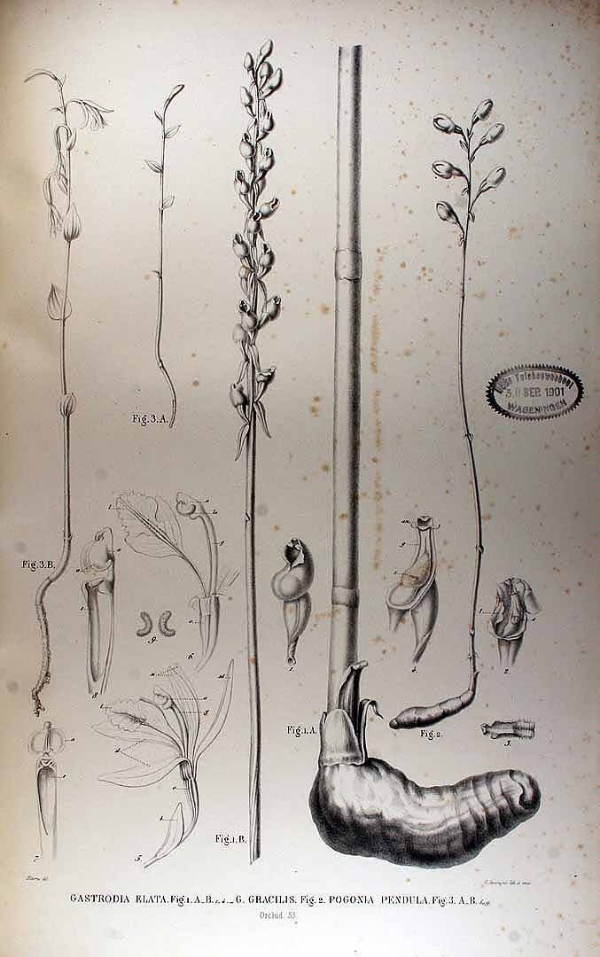 Illustration Gastrodia elata, Par Blume C.L. (Collection des Orchidées les plus remarquables de l´archipel Indien et du Japon, t. 53, fig. 1, 1858) [Blume], via plantillustrations 