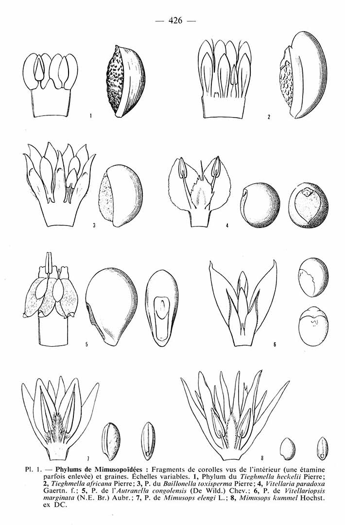 Illustration Tieghemella heckelii, Par Adansonia, sér. 2 (1961-1981) Adansonia, sér. 2 vol. 11 t. 1	p. 426 f. 1 , via plantillustrations 