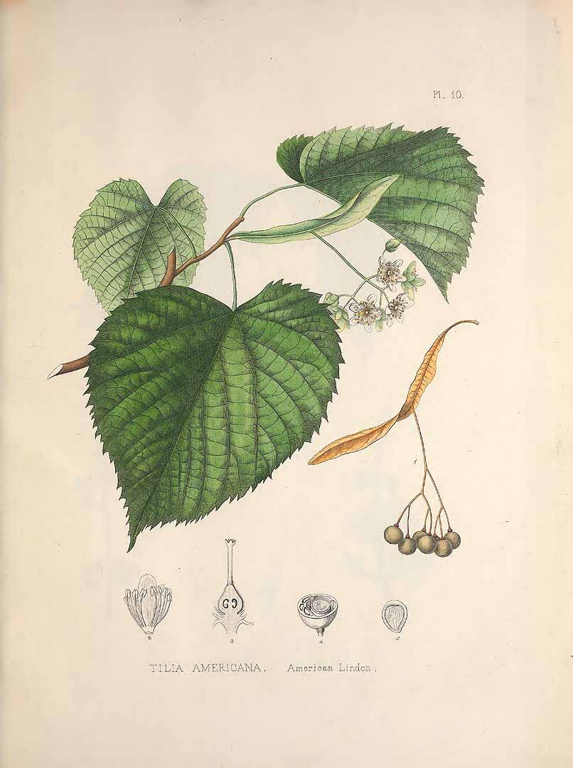 Illustration Tilia americana, Par Gray, A., Plates prepared between the years 1849 and 1859, to accompany a report on the forest trees of North America (1891) Pl. Forest Trees N. Amer. t. 10, via plantillustrations 