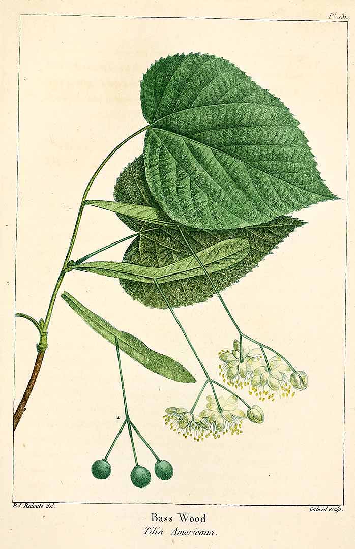 Illustration Tilia americana, Par Michaux, F.A., North American sylva (1817-1819) N. Amer. Sylv. vol. 3 (1819) t. 131, via plantillustrations 