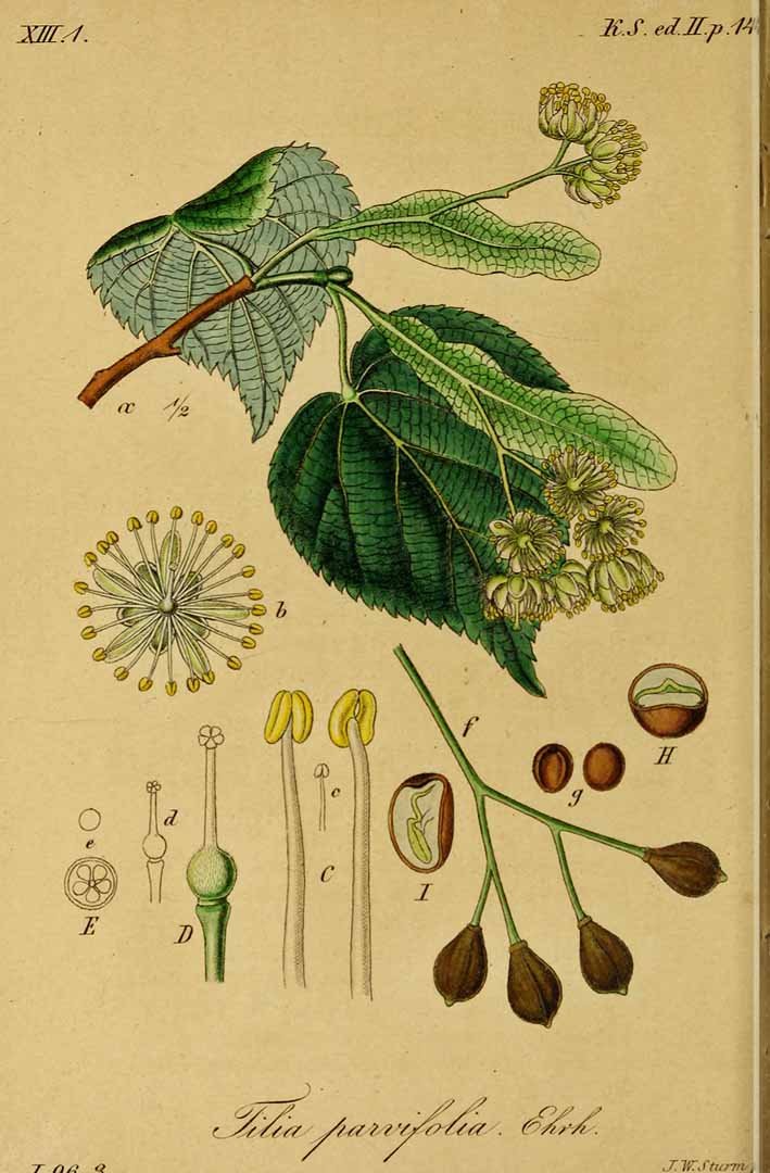 Illustration Tilia cordata, Par Sturm, J., Sturm, J.W., Deutschlands flora (1798-1855) Deutschl. Fl. vol. 20 (1845) t. 89] , via plantillustrations 