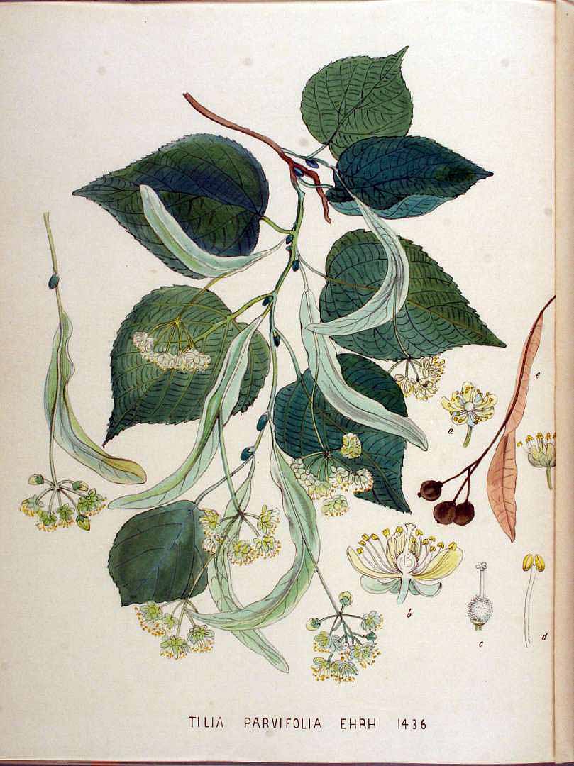 Illustration Tilia cordata, Par Kops, J., Flora Batava (1800-1934) Fl. Bat. vol. 18 (1889) t. 1436, via plantillustrations 